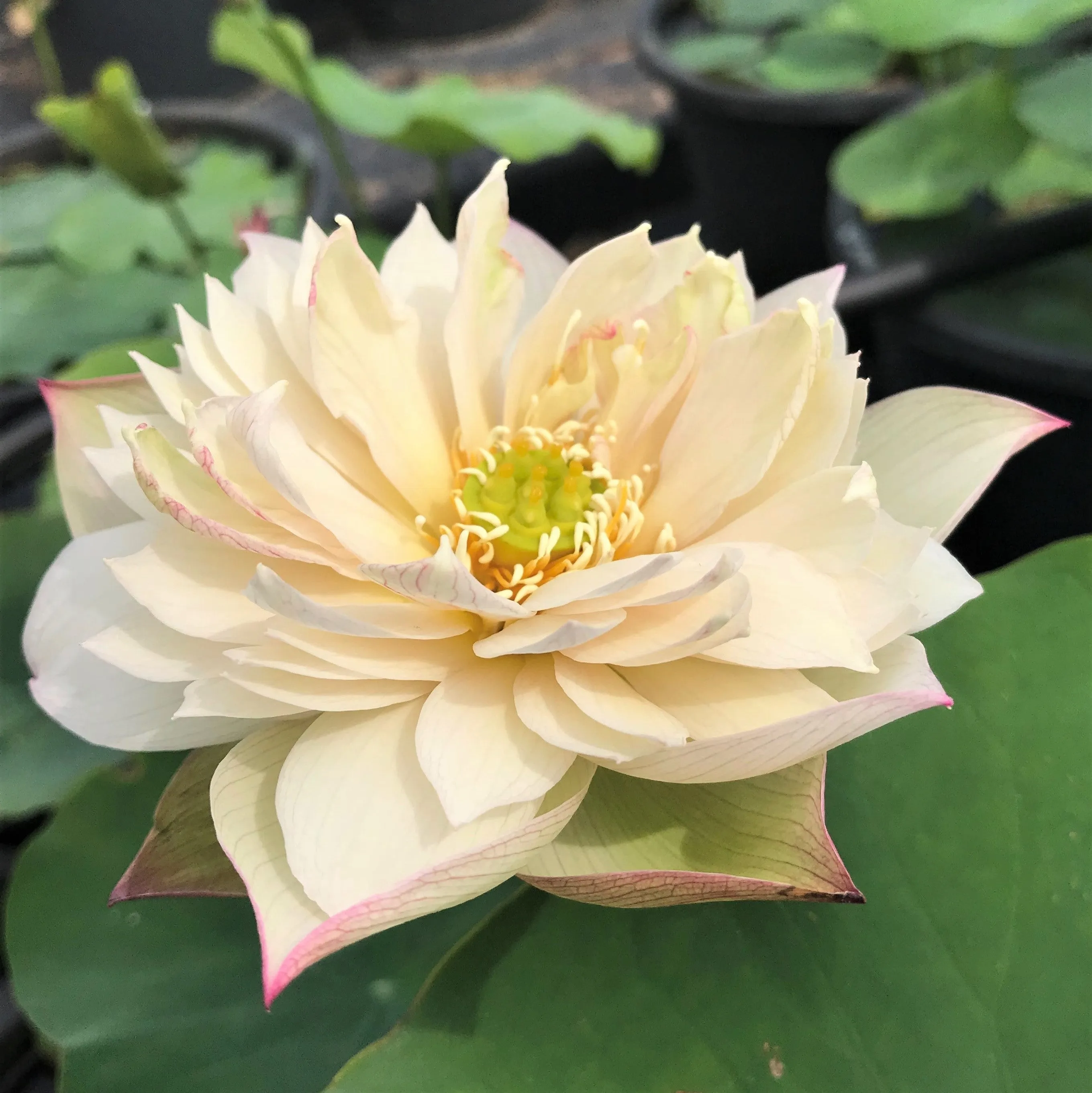 A Fortune In Flowers Lotus <br> Tall - Heavy Bloomer!