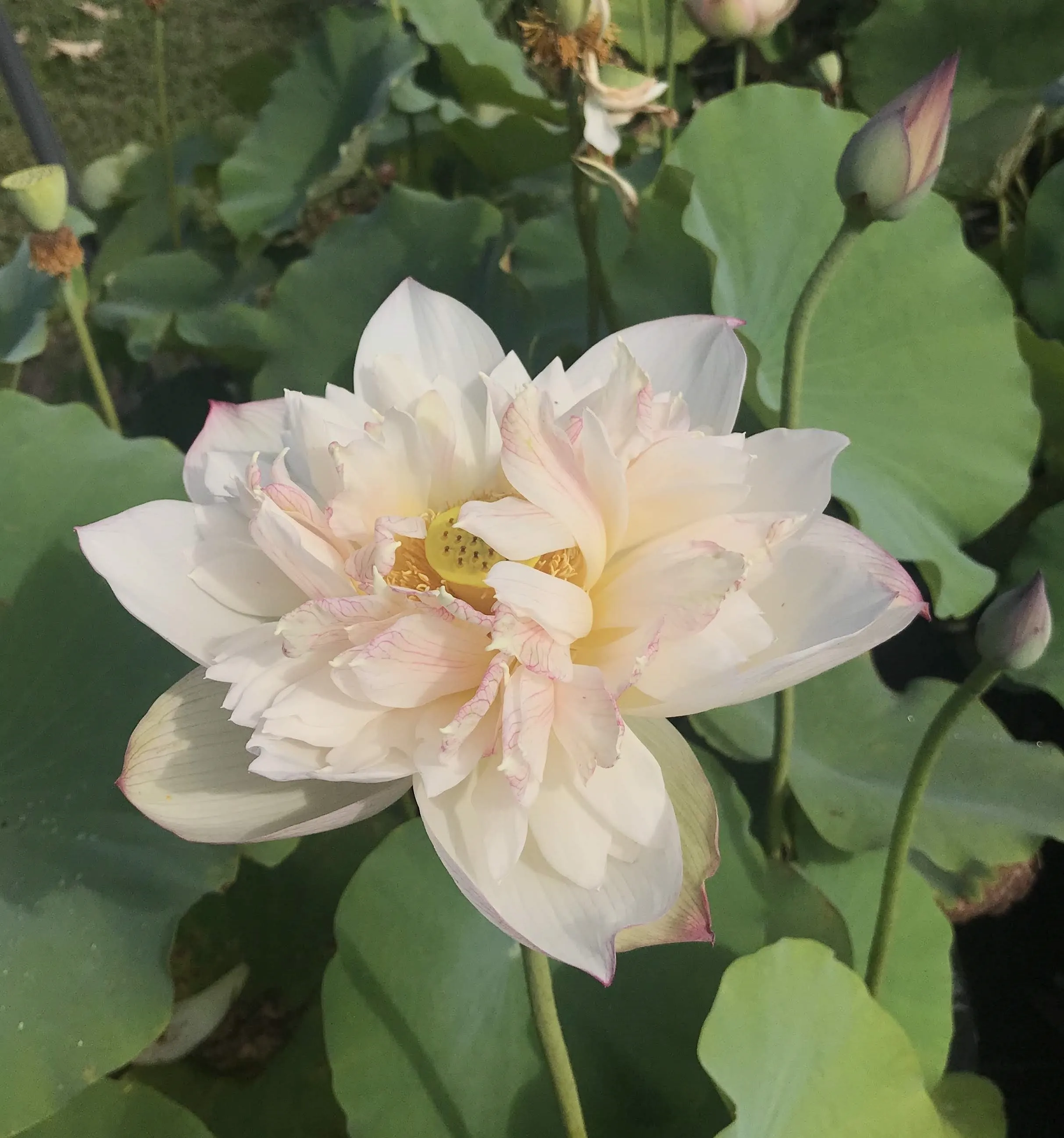 A Fortune In Flowers Lotus <br> Tall - Heavy Bloomer!