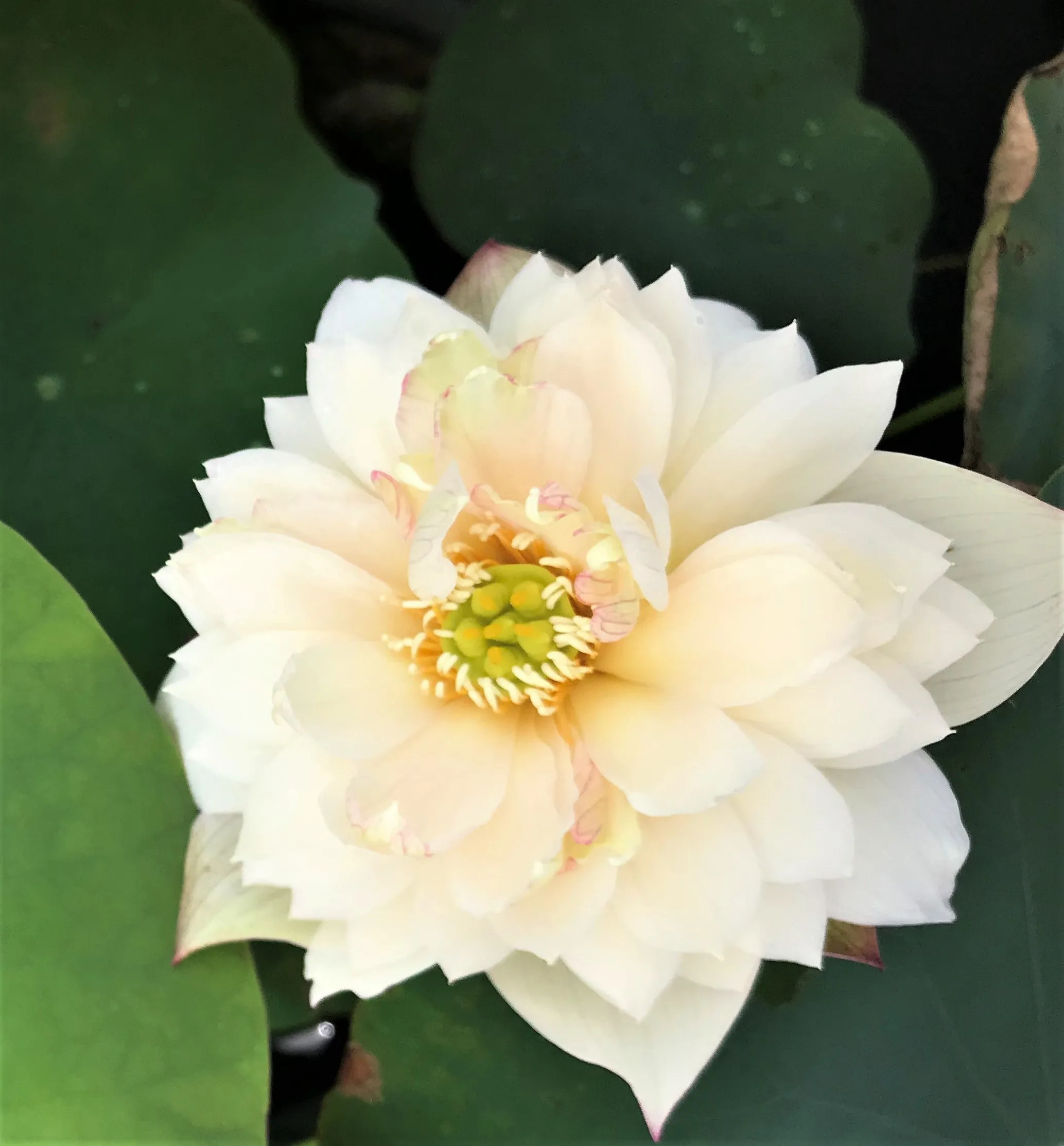 A Fortune In Flowers Lotus <br> Tall - Heavy Bloomer!