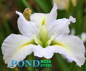 Acadian Miss, Louisiana Iris