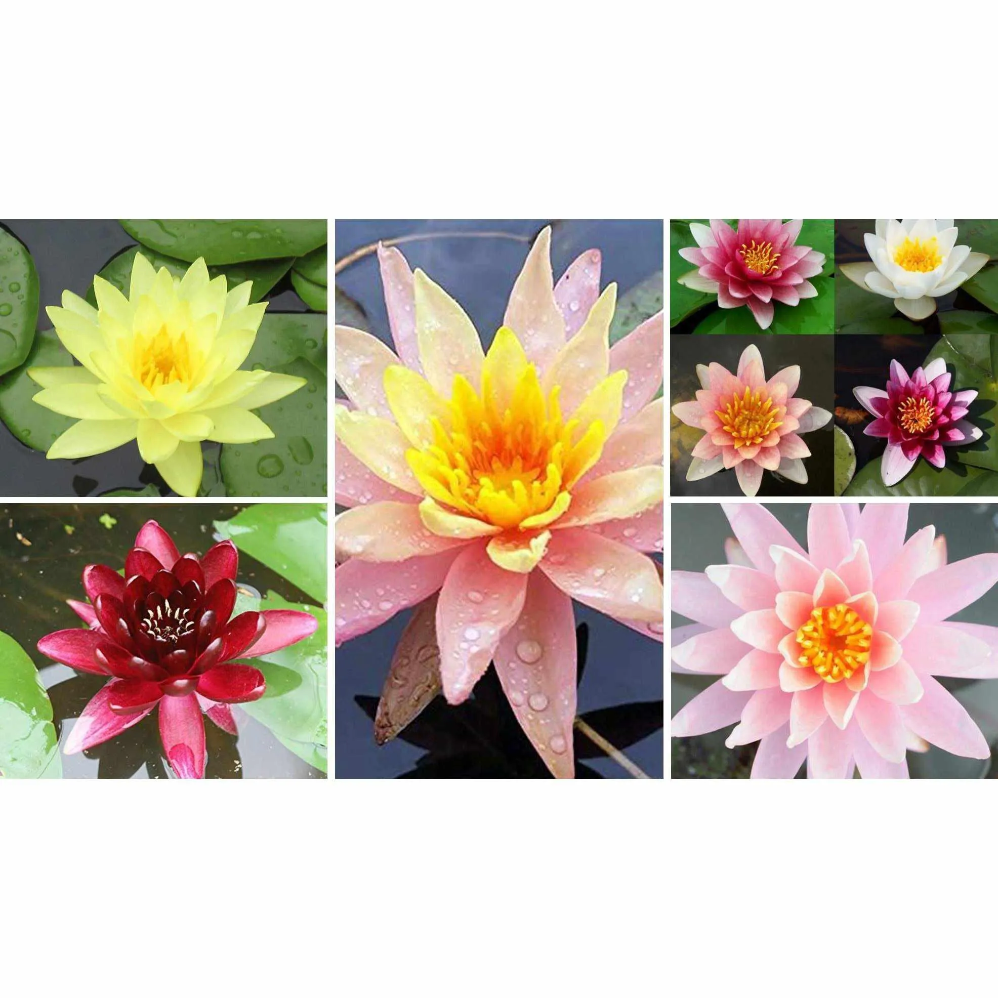 Assorted Hardy Water Lilies - 6-Pack Bundle (Bare Root)