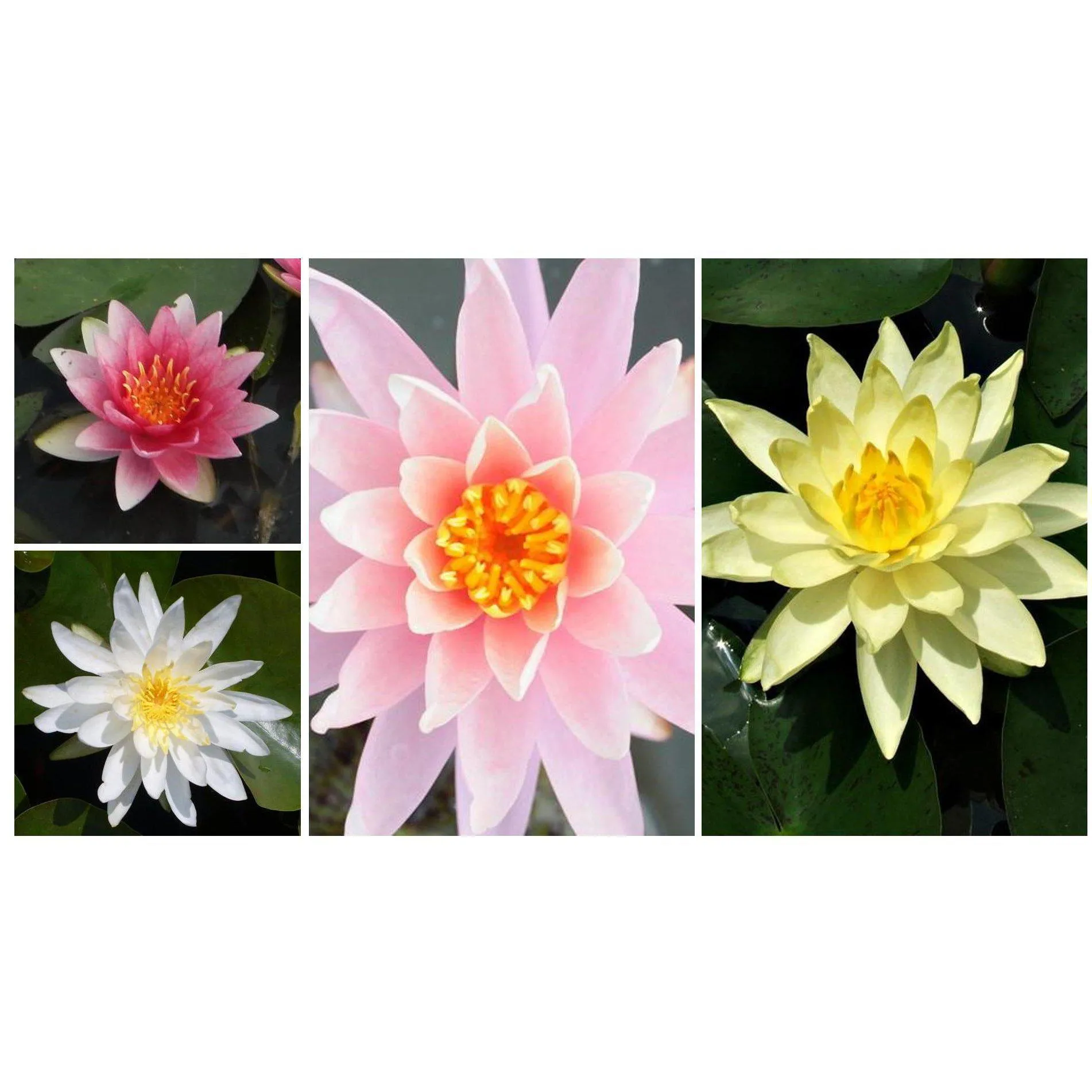 Assorted Hardy Water Lilies - 6-Pack Bundle (Bare Root)