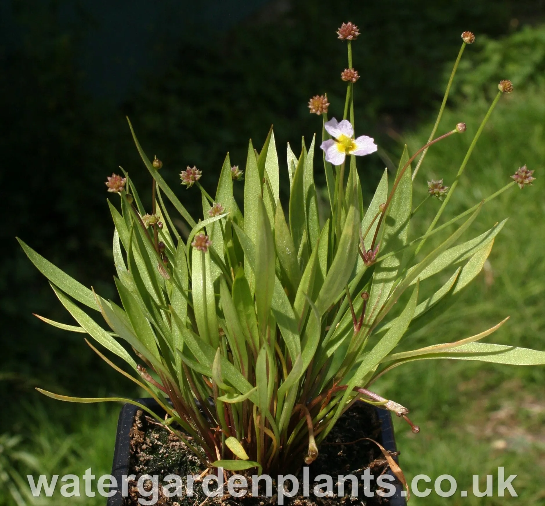 Baldellia ranunculoides - Lesser Water-Plantain