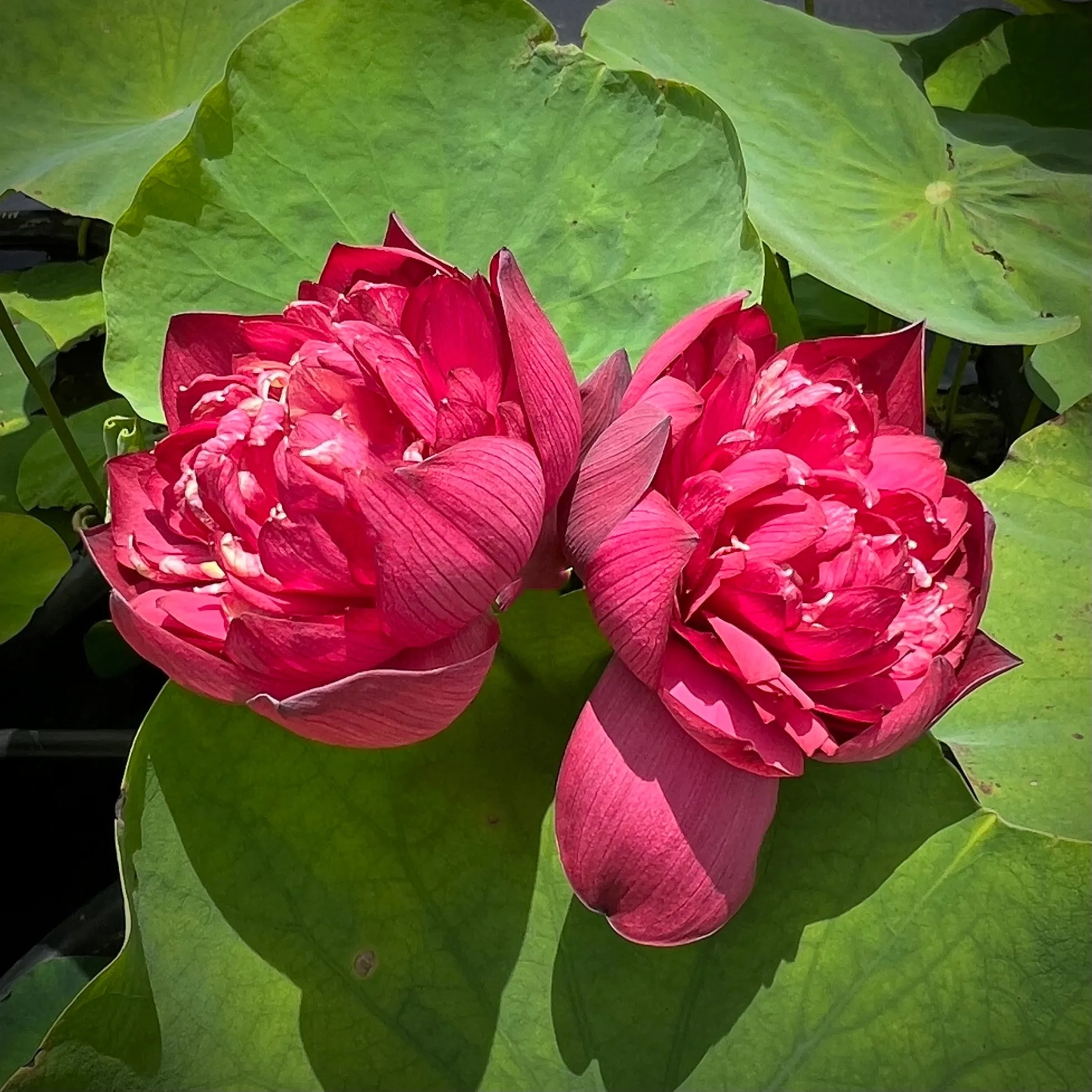 Beauty in Autumn Lotus<br>New For 2024!