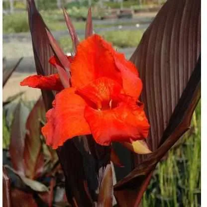 Canna 'Australia' (Bare Root)