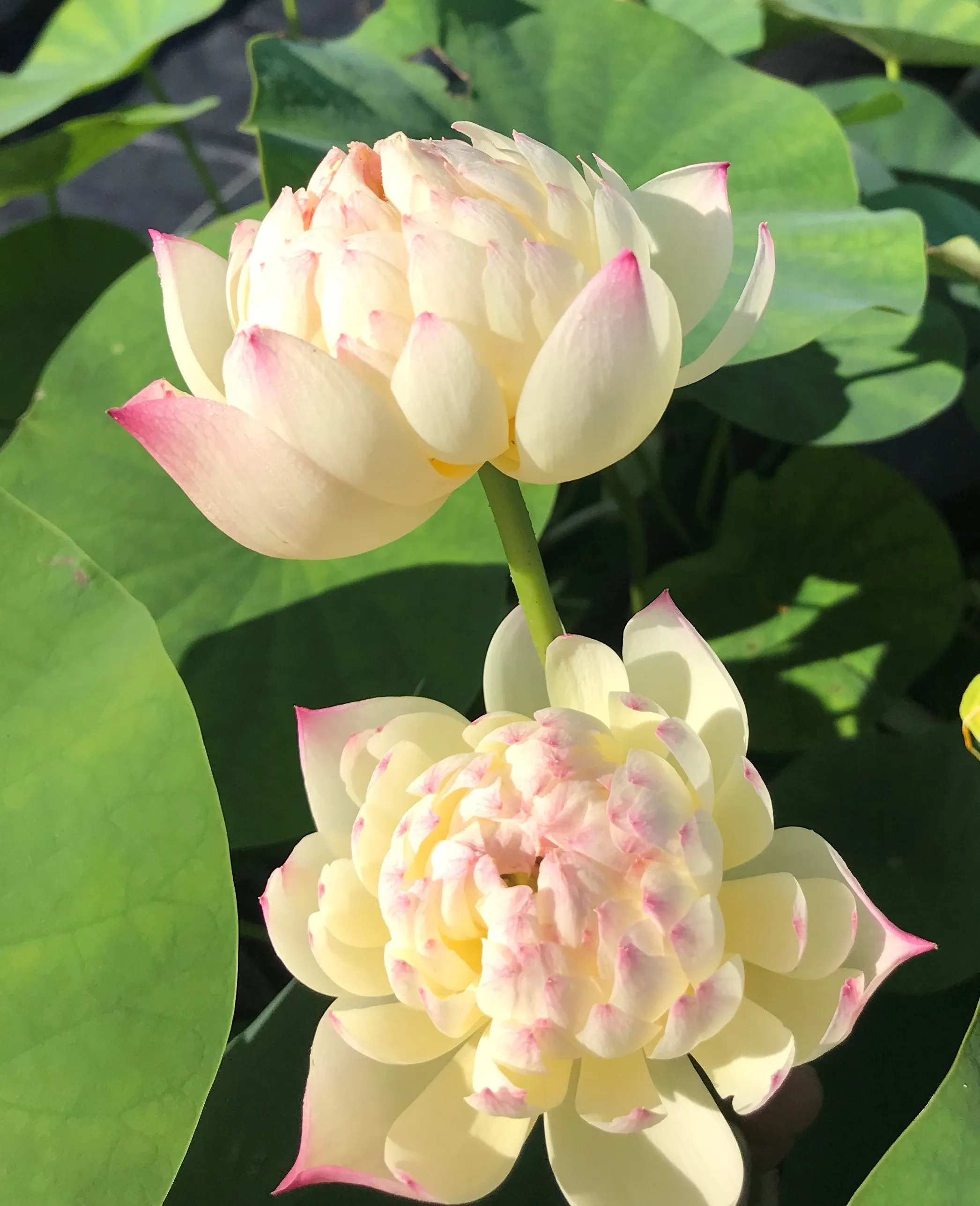 Charming Lips Lotus <br> Medium / Peony shaped blooms!