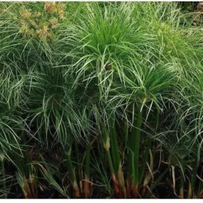 Cyperus Percamenthus - Dwarf Papyrus (Bare Root)