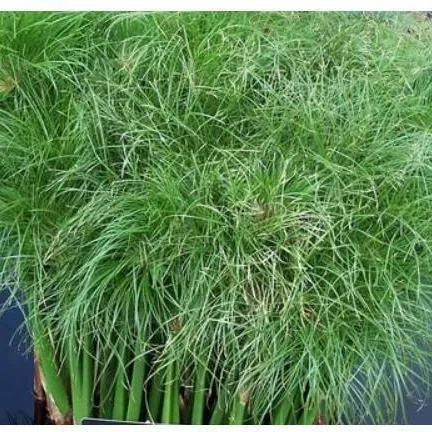 Cyperus Percamenthus - Dwarf Papyrus (Bare Root)