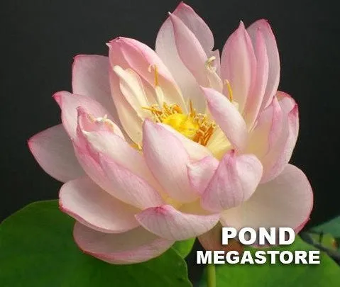 Glowing Clouds In Evening Lotus <br> Dwarf / Lush, creamy-pink blooms!