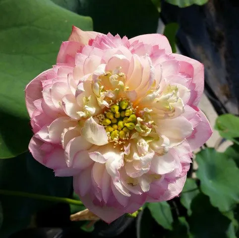 Happy Children Lotus  <br>Exceptionally charming flowers!