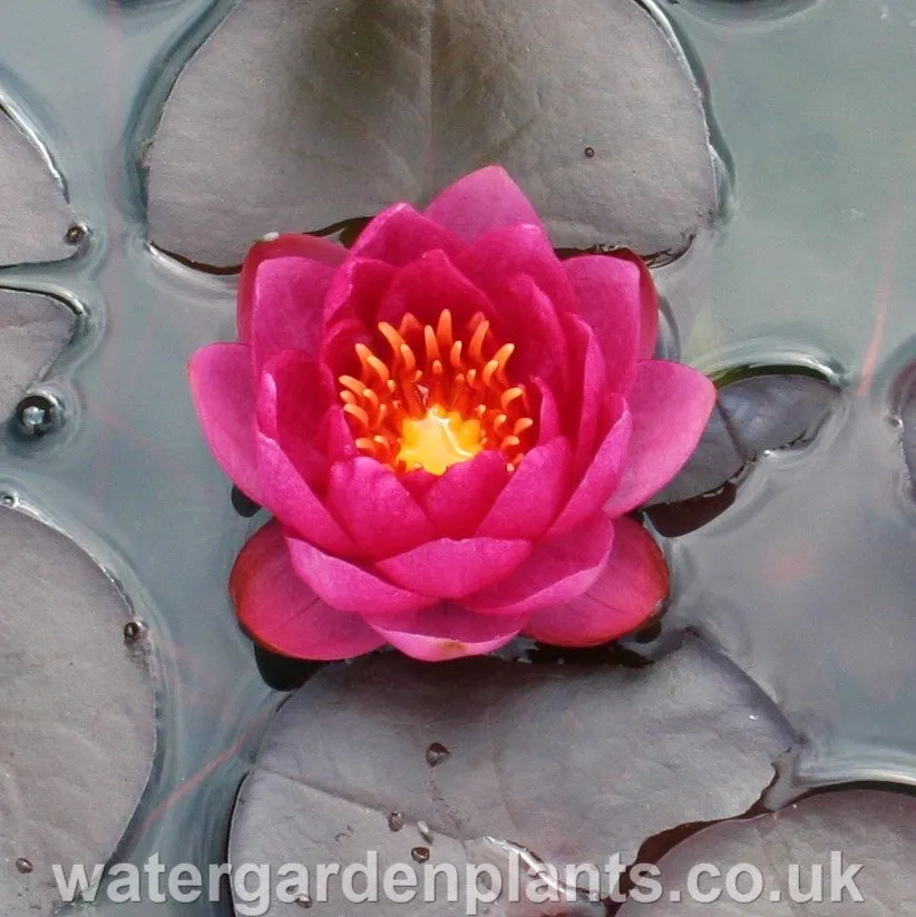 Nymphaea 'James Brydon'