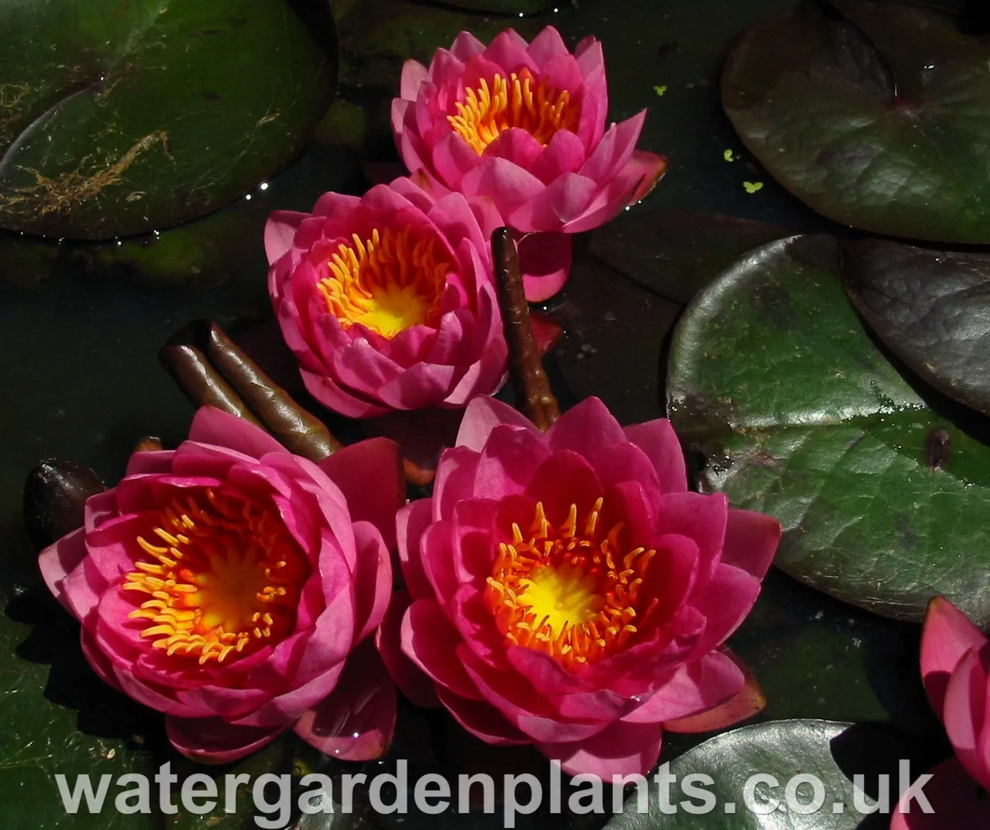 Nymphaea 'James Brydon'