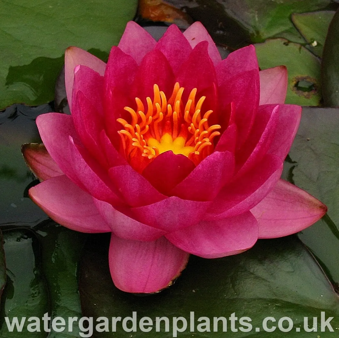 Nymphaea 'James Brydon'