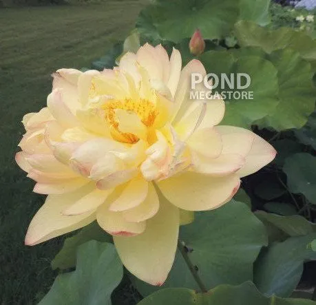 Perry's Super Star Lotus  <br>  Tall /  A real crowd pleaser!