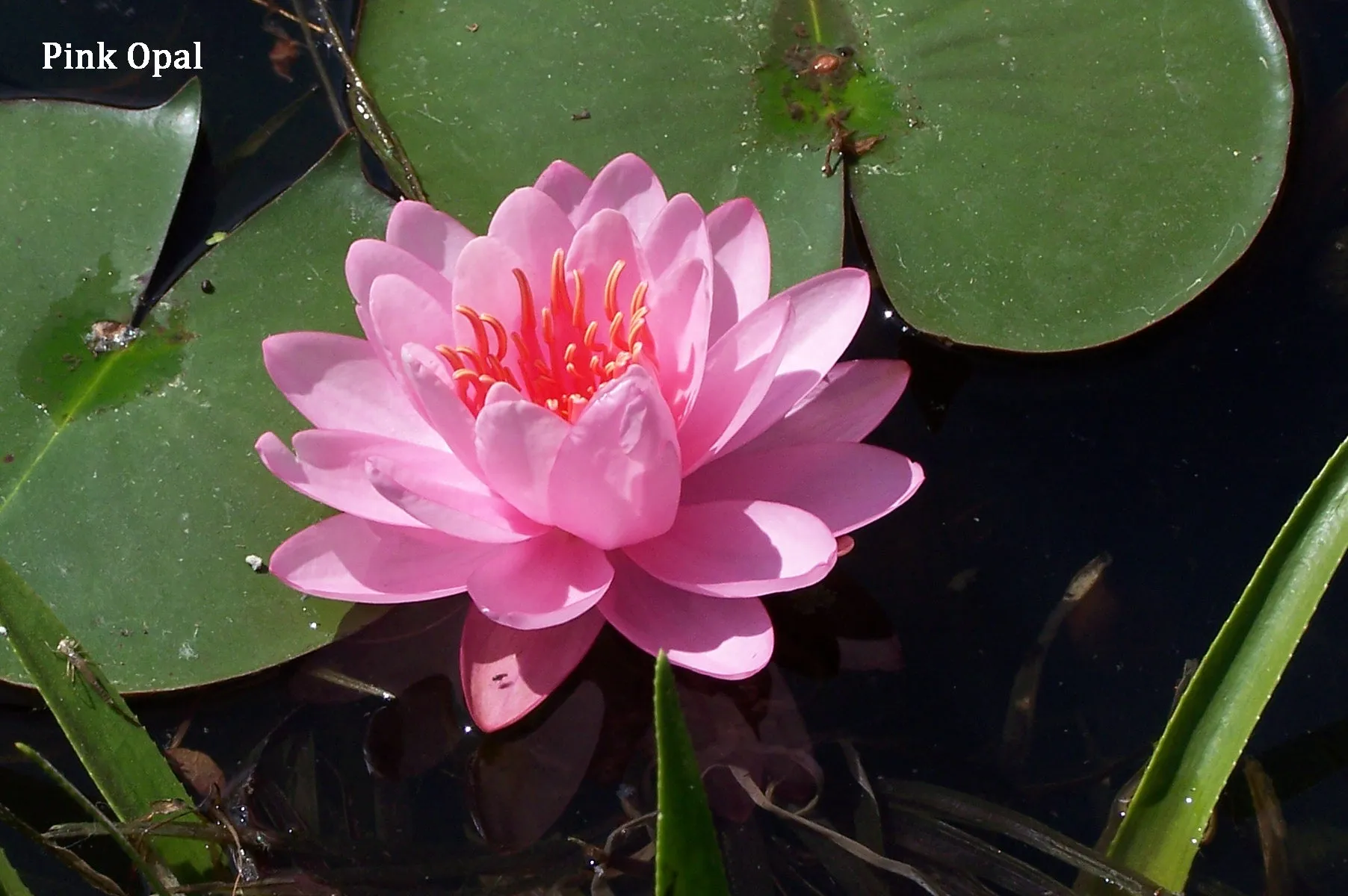 Pink Hardy Water Lily