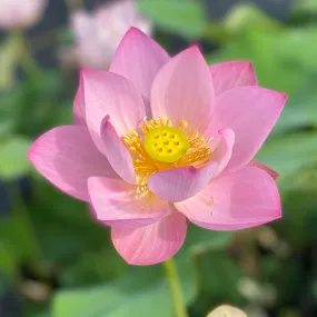 Pink Parfait Lotus  <br> Sweet-Pink blooms!