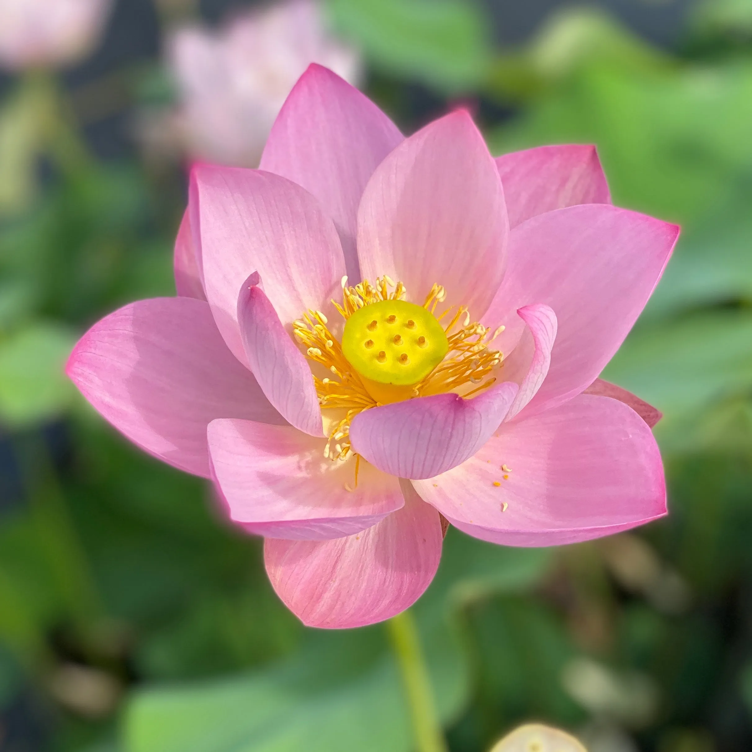 Pink Parfait Lotus  <br> Sweet-Pink blooms!