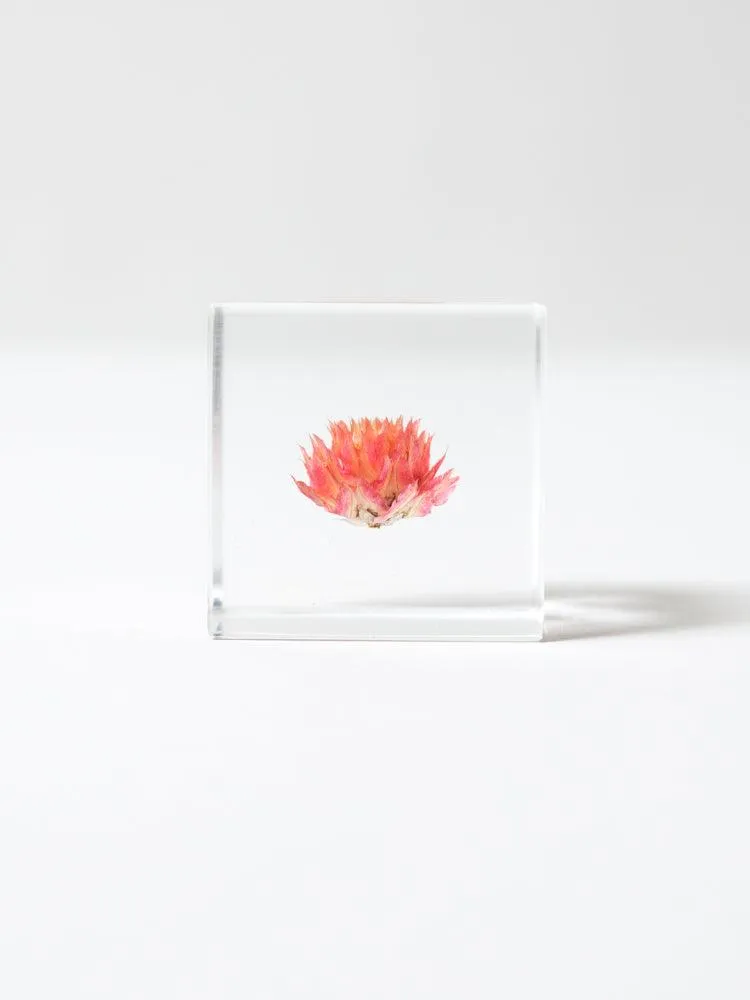 Sola Cube - Globe Amaranth (Sennichiko)