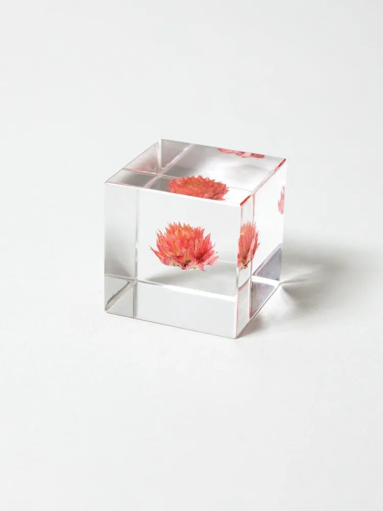 Sola Cube - Globe Amaranth (Sennichiko)