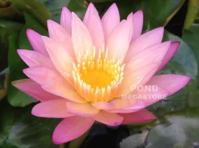 Tropic Sunset Water Lily <br> Day blooming <br> Medium Water Lily <br>