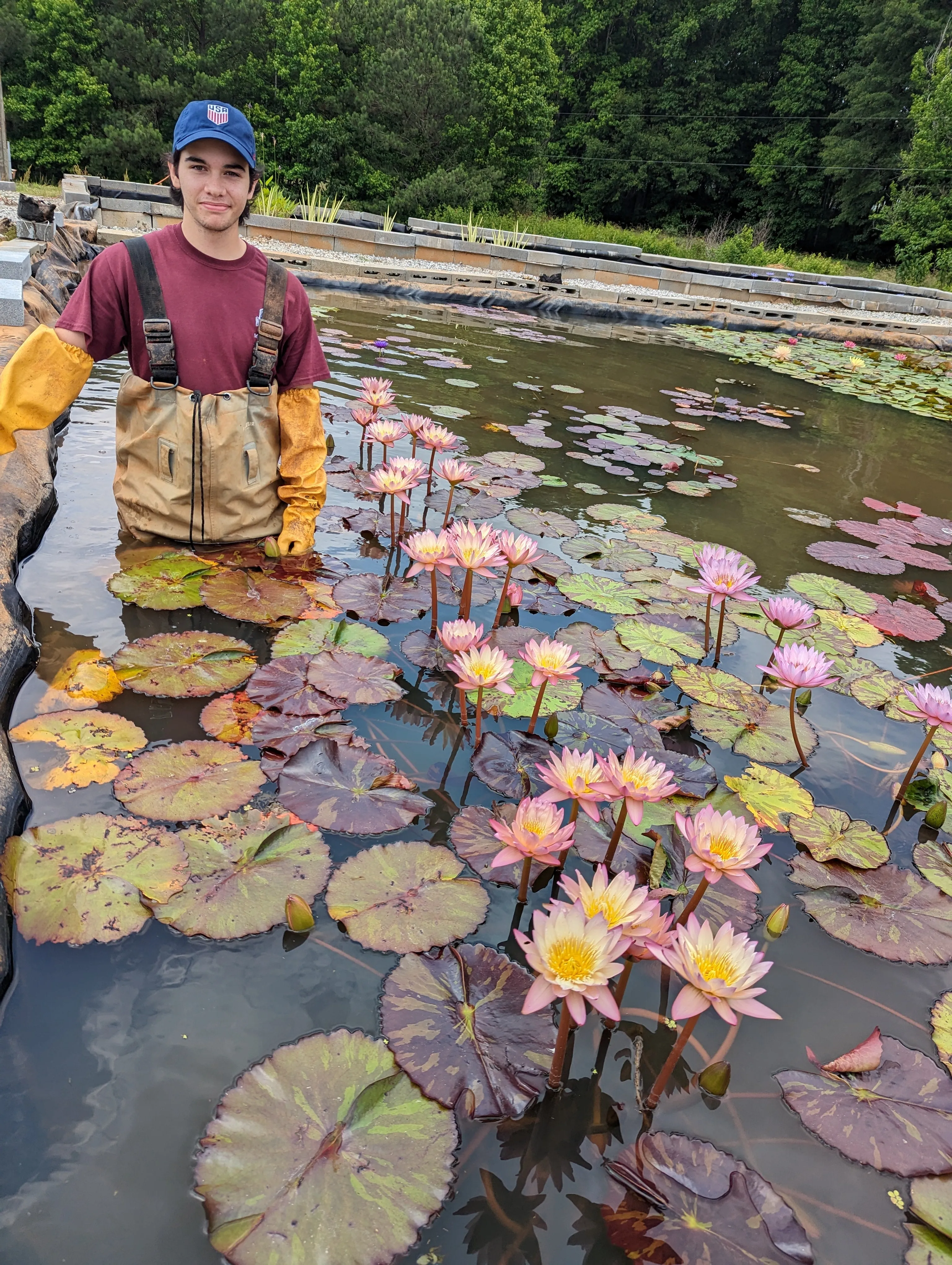 Tropic Sunset Water Lily <br> Day blooming <br> Medium Water Lily <br>