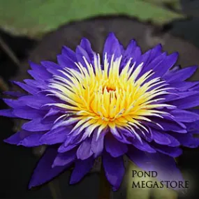 Ultra Violet Water Lily