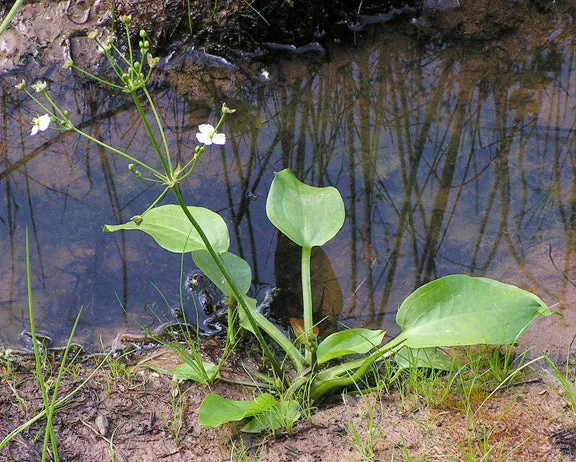 Water Plantain